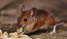 24 Hour & Emergency Exterminators in Mc Crory, AR